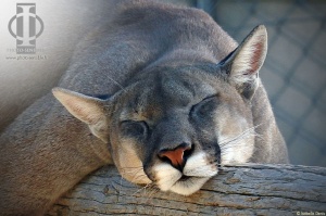 puma-cougar sieste